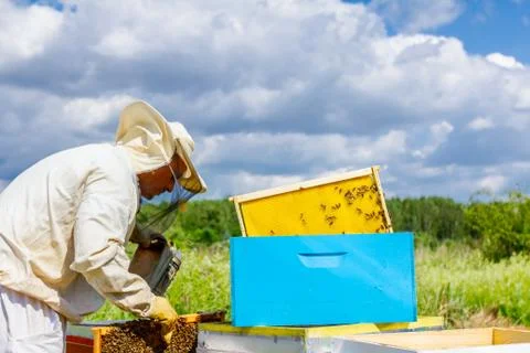 Apiarist, beekeeper is checking bees on honeycomb wooden frame Stock Photos