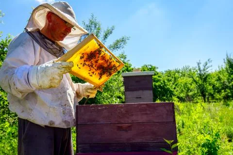 Apiarist, beekeeper is checking bees on honeycomb wooden frame Stock Photos