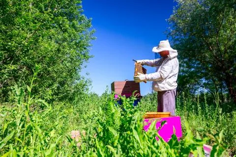 Apiarist, beekeeper is checking bees on honeycomb wooden frame Stock Photos