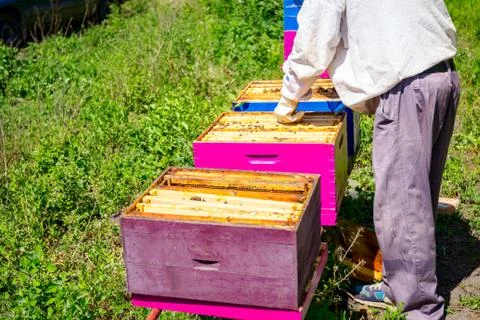 Apiarist, beekeeper is checking bees on honeycomb wooden frame Stock Photos