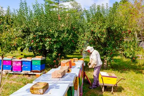 Apiarist, beekeeper is checking bees on honeycomb wooden frame Stock Photos
