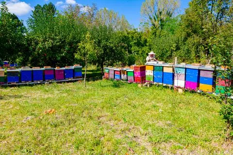 Apiarist, beekeeper is checking bees on honeycomb wooden frame Stock Photos