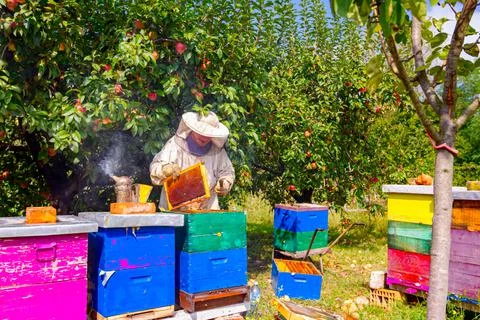 Apiarist, beekeeper is checking bees on honeycomb wooden frame Stock Photos