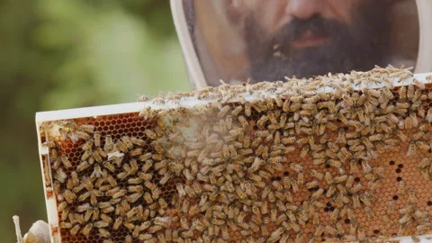 Apiarist beekeeper in protective suit inspects hive frame with bees, rack Stock Footage 281006258