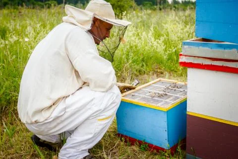Apiarist, beekeeper working in apiary Stock Photos