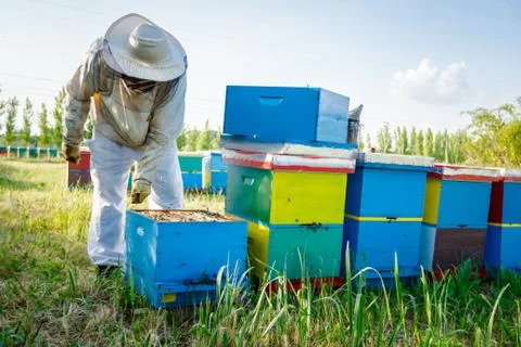 Apiarist, beekeeper working in apiary Stock Photos