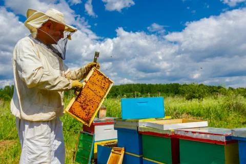 Apiarist, beekeeper working in apiary Stock Photos