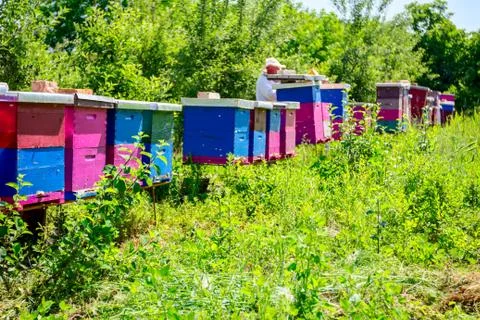 Apiarist, beekeeper is working in apiary, row of beehives, bee farm Stock Photos