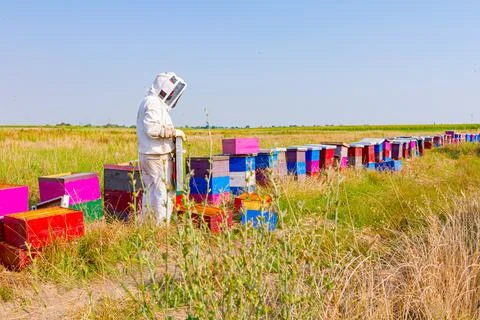 Apiarist, beekeeper is working in apiary, row of beehives, bee farm Stock Photos