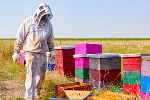Apiarist, beekeeper is working in apiary, row of beehives, bee farm Stock Photos