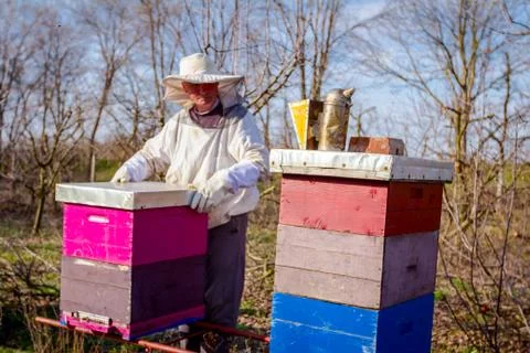 Apiarist is doing spring control situation in bee colony Stock Photos