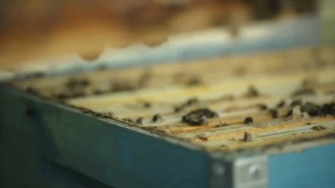 Apiarist man checking wooden frame with bees Stock Footage 108737729