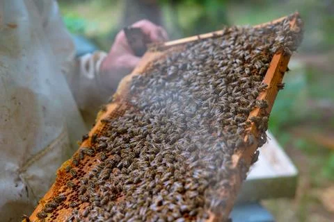Apiarist or beekeeper holding a frame of honeycomb full with bees in the apia Foto stock