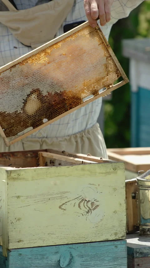 Apiarist in protective hat pulled the frame from hive. Stock Footage 277386214