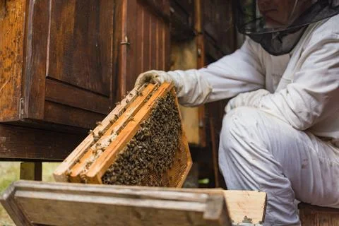 Apiarist taking the hive frames from a beehive box, close up shot Stock Photos