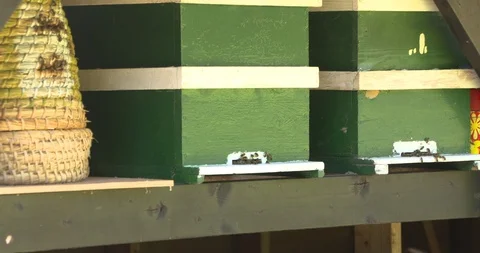 Apiary - active honey bees fly in and out beehive. Stock Footage 112010862
