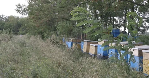 Apiary against trees Stock Footage 107016858