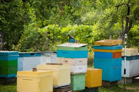 Apiary among fruit trees. Multihull hives with honeybees collecting nectar in Stock Photos
