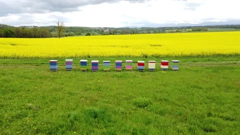 Apiary among rape shot from drone 動画素材 154895360