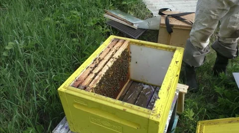 Apiary and bees Stock Footage 51172980