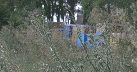 Apiary and grass Stock Footage 107018158