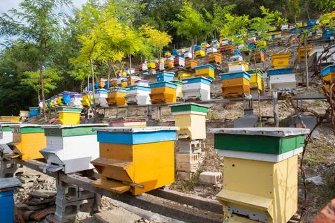Apiary in a back yard. Beekeeping. Stock Photos