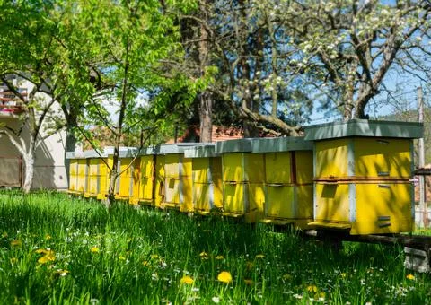Apiary in beautiful spring yard Stock Photos