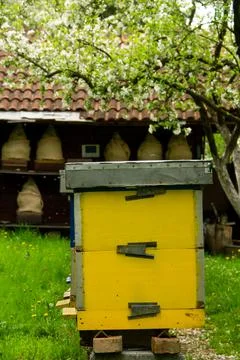 Apiary in beautiful spring yard Stock Photos