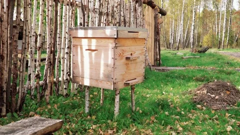 Apiary on a bee farm Stock Footage 141618024