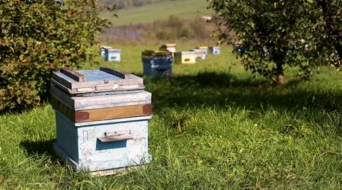 Apiary, bee, much hives Stock Footage 68080226