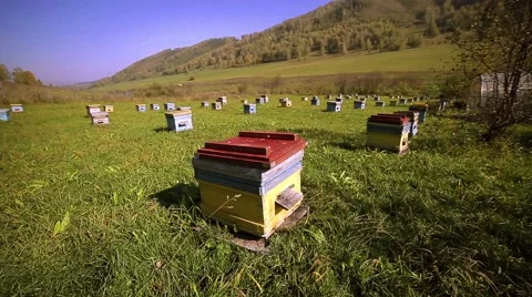 Apiary, bee, much hives Stock Footage 68080671