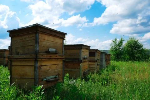 Apiary. A beehive from a tree stands on an apiary. The houses of the bees are Stock Photos