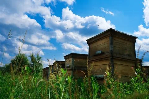 Apiary. A beehive from a tree stands on an apiary. The houses of the bees are Stock Photos