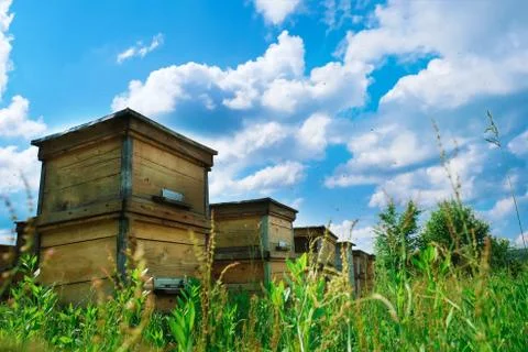 Apiary. A beehive from a tree stands on an apiary. The houses of the bees are 스톡 사진