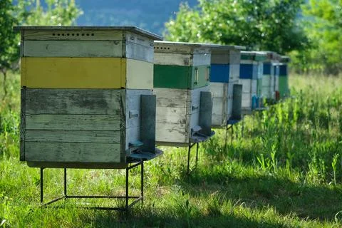 Apiary. A beehive from a tree stands on an apiary. The houses of the bees are Stock Photos