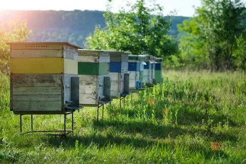 Apiary. A beehive from a tree stands on an apiary. The houses of the bees are Stock Photos