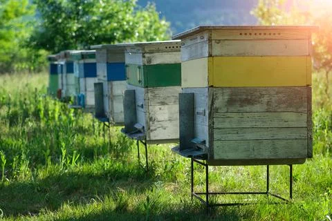 Apiary. A beehive from a tree stands on an apiary. The houses of the bees are 스톡 사진