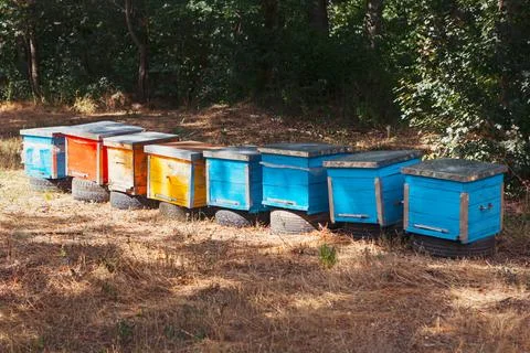 Apiary with beehives Stock Photos