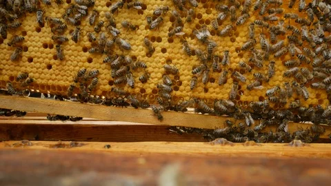 In the apiary, the beekeeper puts a wooden frame with bees in the hive.  Bees cr Stock Footage 112948449