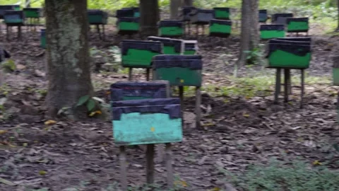 Apiary in beekeeping Vídeo Stock 326323995