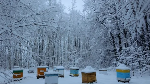 Apiary, beekeeping, winter, bees, beehive, forest Stock Footage 301755796