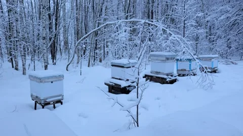 Apiary, beekeeping, winter, bees, beehive, forest Stock Footage 301756279