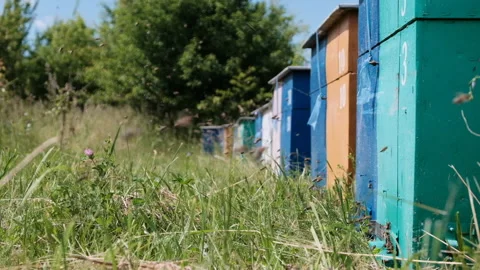 Apiary. The bees circle around the hive and put the freshly floral nectar and Stock Footage 155574826