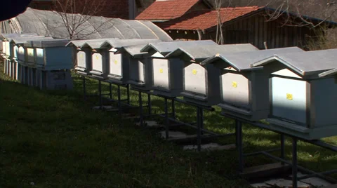 Apiary with bees in countryside Stock Footage 36976212