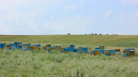Apiary of bees on the field Stock Footage 27113111