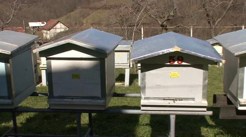 Apiary with bees fly Stock Footage 36112356