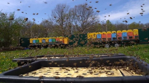 Apiary, Bees Hovering over the Drinking Bowl Stock Footage 128638932