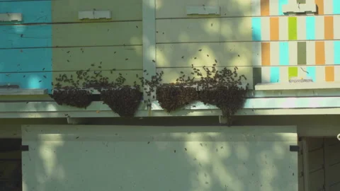 Apiary with bees in nature Video stock 144475089