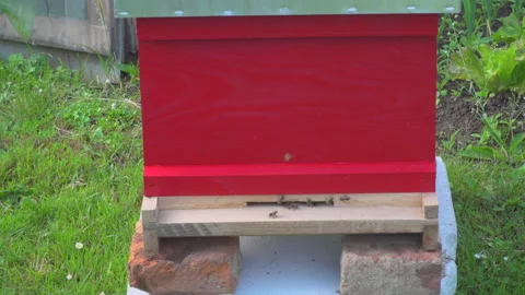 Apiary with bees in nature Stock Footage 144479109