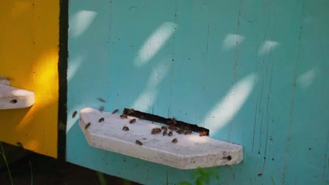 Apiary. Bees working, bring floral nectar and pollen to hive, create sweet honey Stock Footage 157357783